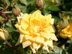 Zwergrosen