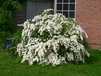 Spiersträucher / Spiraea Spiersträucher / Spiraea