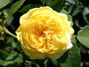 Englische Rosen