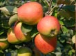 �pfel