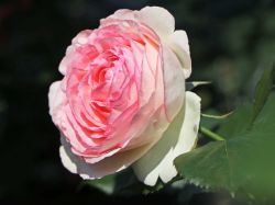 Strauchrose 'Eden Rose 85' � - Rosa 'Eden Rose 85' �