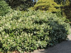Kirschlorbeer / Lorbeerkirsche 'Piri' / Zwerglorbeerkirsche - Prunus laurocerasus 'Piri'