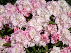 Rhododendron 'Yours Truly' - Rhododendron yakushimanum 'Yours Truly'