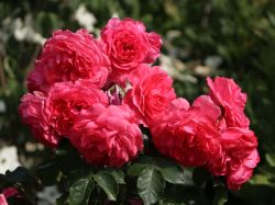 Kletterrose 'Rosarium Uetersen' � - Rosa 'Rosarium Uetersen' �