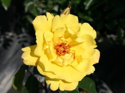 Kletterrose Golden Showers 13,80 Euro/St�ck