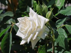 Kletterrose 'Ilse Krohn Superior' � - Rosa 'Ilse Krohn Superior' �