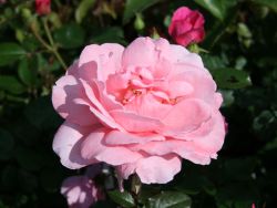 Edelrose 'Piroschka' � - Rosa 'Piroschka' �