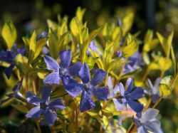 Gelblaubiges Immergr�n 'Yellow Eye Catcher' - Vinca minor 'Yellow Eye Catcher'