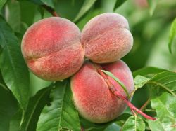 Pfirsich 'Red Haven' - Prunus persica 'Redhaven'