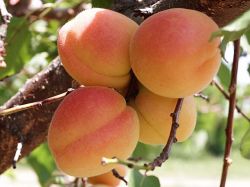 Pfirsich 'South Haven' - Prunus persica 'South Haven'