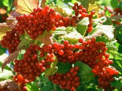 Schisandre /  Wu-Wei-Zi / Chinabeere - Schisandra chinensis