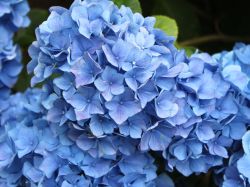 Ballhortensie / Bauernhortensie 'Mathilde G�tges' (blau) - Hydrangea macrophylla 'Mathilde G�tges'