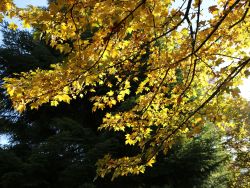 Feldahorn / Ma�holder / Acer campestre - Acer campestre