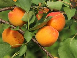 Alte und neue Aprikosensorten und Pfirsichb�ume