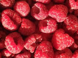 Himbeere 'Autumn Bliss' / 'Blissy' - Rubus idaeus 'Autumn Bliss' / 'Blissy'