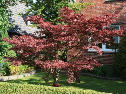 Roter F�cherahorn 'Atropurpureum' - Acer palmatum 'Atropurpureum'