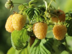 Himbeere 'Golden Queen'  � - Rubus idaeus 'Golden Queen'  �