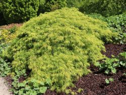 Grüner Schlitzahorn 'Dissectum' Acer palmatum 'Dissectum'