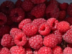 Himbeere 'Meeker' � - Rubus idaeus 'Meeker' �