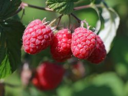 Himbeere 'Sch�nemann' - Rubus idaeus 'Sch�nemann'