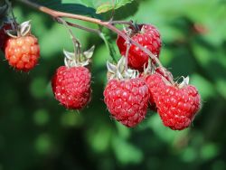 Himbeere 'ZEFA 3 Herbsternte' Zewa - Rubus idaeus 'ZEFA 3 Herbsternte'