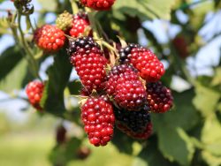 Brombeere Black Satin - Rubus fruticosus 'Black Satin'