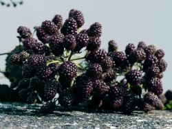 Brombeere Theodor Reimers - Rubus fruticosus 'Theodor Reimers'