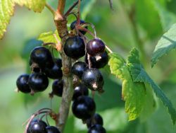 Schwarze Johannisbeere 'Ben Sarek' - Ribes nigrum 'Ben Sarek'
