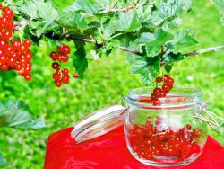 Rote Johannisbeere 'Junifer' - Ribes rubrum 'Junifer'