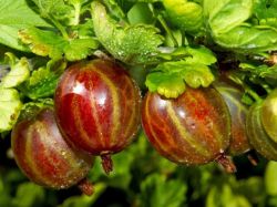 Stachelbeere 'Hinnonm�ki rot' - Ribes uva-crispa 'Hinnonm�ki rot'