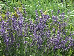 Garten Lavendel - Lavandula angustifolia 'Dwarf Blue'