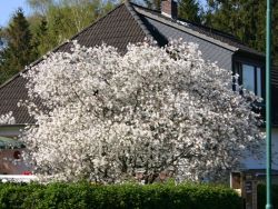 Kupfer-Felsenbirne Amelanchier