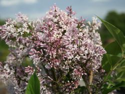 Koreanischer Flieder 'Miss Kim'