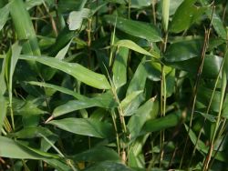 Riesenbambus / Gr�nrohr Bambus - Phyllostachys bissetii