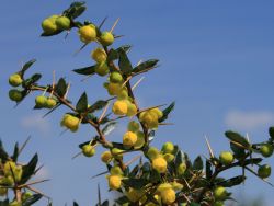 Kissen-Berberitze / Schneeige Berberitze - Berberis candidula