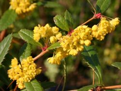 Gro�bl�ttrige Berberitze - Berberis julianae