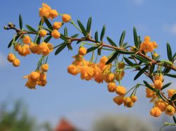 Schmalbl�ttrige Berberitze / Dotterberberitze - Berberis stenophylla
