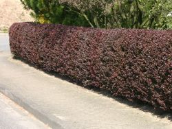 Blutberberitze / Rote Heckenberberitze 'Atropurpurea' - Berberis thunbergii 'Atropurpurea'