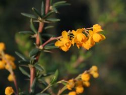 Berberitze 'Verrucandi' - Berberis frikartii 'Verrucandi'
