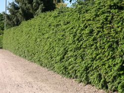 Warzen-Berberitze - Berberis verruculosa