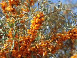 Sanddorn weiblich 'Frugana' - Hippophae rhamnoides 'Frugana'
