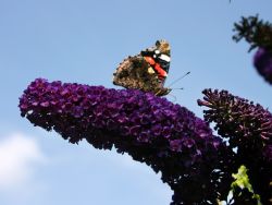 Sommerflieder / Schmetterlingsstrauch 'Black Knight' - Buddleja davidii 'Black Knight'