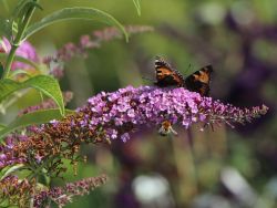 Sommerflieder / Schmetterlingsstrauch 'Fascination'