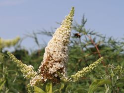 Sommerflieder / Schmetterlingsstrauch 'Peace'