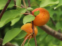 Aprikose 'Temporao de Villa Franca' - Prunus amygdalopersica 'Temporao de Villa Franca'