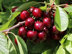 S��kirsche 'Hedelfinger Riesenkirsche' - Prunus 'Hedelfinger Riesenkirsche'