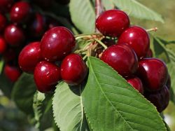 S��kirsche 'Lapins' / selbstfruchtend - Prunus 'Lapins'
