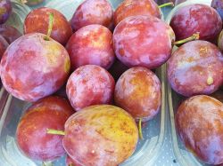 Pflaume 'Opal' - Prunus 'Opal'