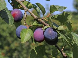 Pflaume 'The Czar' - Prunus 'The Czar'