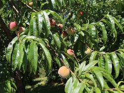 Pfirsich 'Kernechter vom Vorgebirge' - Prunus persica 'Kernechter vom Vorgebirge'